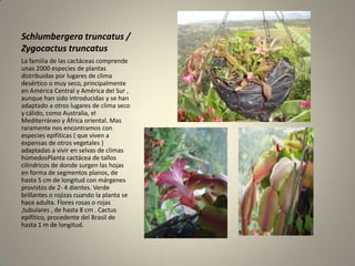 Schlumbergeratruncatus / ZygocactustruncatusLa familia de las cactáceas comprende unas 2000 especies de plantas distribuidas por lugares de clima desértico o muy seco, principalmente en América Central y América del Sur , aunque han sido introducidas y se han adaptado a otros lugares de clima seco y cálido, como Australia, el Mediterráneo y África oriental. Mas raramente nos encontramos con especies epifíticas ( que viven a expensas de otros vegetales ) adaptadas a vivir en selvas de climas húmedosPlanta cactácea de tallos cilíndricos de donde surgen las hojas en forma de segmentos planos, de hasta 5 cm de longitud con márgenes provistos de 2- 4 dientes. Verde brillantes o rojizas cuando la planta se hace adulta. Flores rosas o rojas ,tubulares , de hasta 8 cm . Cactus epifítico, procedente del Brasil de hasta 1 m de longitud. 