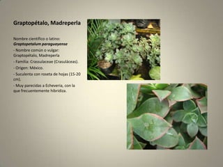 Graptopétalo, MadreperlaNombre científico o latino: Graptopetalumparaguayense- Nombre común o vulgar: Graptopétalo, Madreperla- Familia: Crassulaceae (Crasuláceas).- Origen: México.- Suculenta con roseta de hojas (15-20 cm).- Muy parecidas a Echeveria, con la que frecuentemente hibridiza.