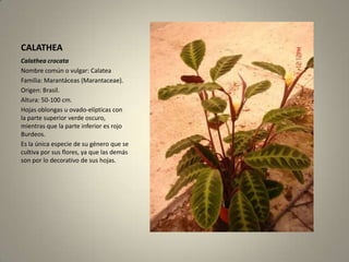CALATHEACalatheacrocataNombre común o vulgar: CalateaFamilia: Marantáceas (Marantaceae).Origen: Brasil.Altura: 50-100 cm.Hojas oblongas u ovado-elípticas con la parte superior verde oscuro, mientras que la parte inferior es rojo Burdeos.Es la única especie de su género que se cultiva por sus flores, ya que las demás son por lo decorativo de sus hojas.