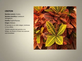 CROTONNombre común: Crotón.Nombre científico:CodiaeumVariegatum.Familia:Euphorfiaceae.Origen: MalasiaEl naranja es un color alegre, luminoso y muy cálido, Existen plantas que gracias a su follaje, sus flores o frutos nos acercan esta tonalidad. 