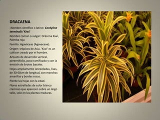 DRACAENA-Nombre científico o latino: Cordylineterminalis 'Kiwi'Nombre común o vulgar: Drácena Kiwi, Palmita rojaFamilia: Agaváceas (Agavaceae).Origen: trópicos de Asia. 'Kiwi' es un cultivar creado por el hombre.Arbusto de desarrollo vertical, perennifolio, poco ramificado y con la emisión de brotes basales.Hojas ampliamente lanceoladas, lisas, de 30-60cm de longitud, con manchas amarillas y bordes rosas.Pierde las hojas con la edad.Flores estrelladas de color blanco cremoso que aparecen sobre un largo tallo, solo en las plantas maduras.