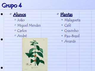 Grupo 4 Alunos João  Miguel Mendes Carlos André   Plantas Malagueta  Café Cravinho Pau-Brasil  Ananás   