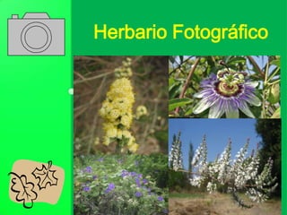 Herbario Fotográfico
 