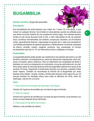 10
BUGAMBILIA
Nombre científico: Buganvilla spectabilis
Descripción:
Son enredaderas de porte arbustivo que miden de 1 hasta 12 m de altura, y que
crecen en cualquier terreno. Se enredan en otras plantas usando sus afiladas púas
que tienen la punta cubierta de una substancia cerosa negra. Son plantas siempre
verdes en las zonas lluviosas todo el año, o bien caducifolias en las de estación
seca. Las flores, hermafroditas, son axilares, conspicuas, tubulares, con 5-6 lóbulos
cortos, generalmente blancas, organizadas en grupos de 3, cada una insertada en
una bráctea persistente de aspecto papiráceo y habitualmente vivamente coloreada
de blanco, amarillo, rosado, magenta, purpúreo, rojo, anaranjado, el número
de estambres varia de 5 a 10; con filamentos cortos y soldados en la base
Propiedades:
La bugambilia planta recibe amplio uso medicinal en los estados del centro y sur del
territorio mexicano, principalmente en casos de afecciones respiratorias como tos,
asma, bronquitis, gripa y tosferina. Para su tratamiento son empleadas las flores y
brácteas, así como su preparación en cocimiento, el cual se administra por vía oral.
Para estos casos se recomienda tomar el té de bugambilia caliente tres veces al día
durante 72 horas. Suspender el tratamiento durante una semana y repetirlo hasta
sentir mejoría. También se recomienda la infusión de la Bugambilia con otras
plantas como tulipán, naranja, canela y tomillo para tomarse como agua de uso. El
arbusto también ha resultado eficaz para tratar la alferecía de niños, dolor de
estómago, mal de orín y el acné.
Usos:
1.- Para estimular la actividad del estómago y del hígado.
Infusión de 5 gramos de semillas por una taza de agua hirviendo.
2.- Dolor de cabeza
Infusión de 5 gramos de semillas por una taza de agua hirviendo, se la endulza y se
toma una taza después de los alimentos.
3.- Para quitar el mal aliento de la boca
Masticar unas semillas de cilantro
 