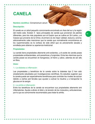11
CANELA
Nombre científico: Cinnamomum verum
Descripción:
El canelo es un árbol pequeño comúnmente encontrado en Asia del sur y la región
del medio este. Existen 4 tipos principales de canela que provienen de plantas
diferentes, pero los más populares son el Ceylon que se cultiva en Sri Lanka, y el
Cassia que proviene de la China; el primero es de mejor calidad, dulzura y aroma;
adicionalmente cabe mencionar que la canela que normalmente encontramos en
los supermercados es la corteza de este árbol que es previamente secada y
enrollada para obtener su apariencia tradicional
Propiedades:
La canela tiene propiedades altamente anti-oxidantes, y el aceite de canela posee
propiedades antibacteriales, anti parasíticas y fungicidas. Entre las vitaminas que la
canela posee se encuentran el manganeso, el hierro y calcio, además de ser alto
en fibra.
Usos:
1.- La diabetes e inflamación
Las propiedades y beneficios de la canela sobre la diabetes tipo 2 han sido
ampliamente estudiados por investigaciones científicas. Es estudios sugieren que
la canela puede ser especialmente beneficiosa para controlar los niveles de azúcar
debido a ciertos poli fenoles que ayudan a activar la insulina y a transportar la
glucosa en la sangre
2.- La artritis e inflamación
Entre los beneficios de la canela se encuentran sus propiedades altamente anti
inflamatorias. Ayuda a aliviar el dolor y la tensión de los músculos y articulaciones,
por lo que es comúnmente recomendado para tratar la artritis.
 