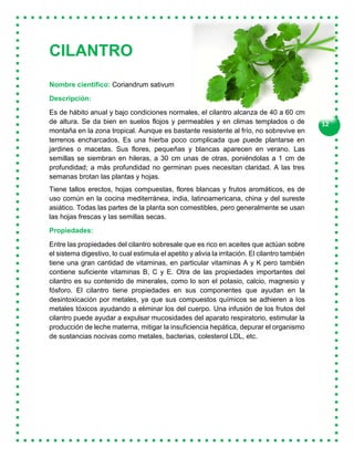 12
CILANTRO
Nombre científico: Coriandrum sativum
Descripción:
Es de hábito anual y bajo condiciones normales, el cilantro alcanza de 40 a 60 cm
de altura. Se da bien en suelos flojos y permeables y en climas templados o de
montaña en la zona tropical. Aunque es bastante resistente al frío, no sobrevive en
terrenos encharcados. Es una hierba poco complicada que puede plantarse en
jardines o macetas. Sus flores, pequeñas y blancas aparecen en verano. Las
semillas se siembran en hileras, a 30 cm unas de otras, poniéndolas a 1 cm de
profundidad; a más profundidad no germinan pues necesitan claridad. A las tres
semanas brotan las plantas y hojas.
Tiene tallos erectos, hojas compuestas, flores blancas y frutos aromáticos, es de
uso común en la cocina mediterránea, india, latinoamericana, china y del sureste
asiático. Todas las partes de la planta son comestibles, pero generalmente se usan
las hojas frescas y las semillas secas.
Propiedades:
Entre las propiedades del cilantro sobresale que es rico en aceites que actúan sobre
el sistema digestivo, lo cual estimula el apetito y alivia la irritación. El cilantro también
tiene una gran cantidad de vitaminas, en particular vitaminas A y K pero también
contiene suficiente vitaminas B, C y E. Otra de las propiedades importantes del
cilantro es su contenido de minerales, como lo son el potasio, calcio, magnesio y
fósforo. El cilantro tiene propiedades en sus componentes que ayudan en la
desintoxicación por metales, ya que sus compuestos químicos se adhieren a los
metales tóxicos ayudando a eliminar los del cuerpo. Una infusión de los frutos del
cilantro puede ayudar a expulsar mucosidades del aparato respiratorio, estimular la
producción de leche materna, mitigar la insuficiencia hepática, depurar el organismo
de sustancias nocivas como metales, bacterias, colesterol LDL, etc.
 