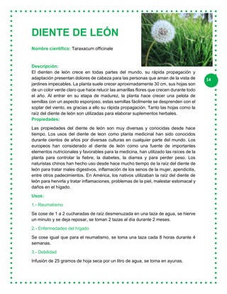 14
DIENTE DE LEÓN
Nombre científico: Taraxacum officinale
Descripción:
El dienten de león crece en todas partes del mundo, su rápida propagación y
adaptación presentan dolores de cabeza para las personas que aman de la vista de
jardines impecables. La planta suele crecer aproximadamente 30 cm, sus hojas son
de un color verde claro que hace relucir las amarillas flores que crecen durante todo
el año. Al entrar en su etapa de madurez, la planta hace crecer una pelota de
semillas con un aspecto esponjoso, estas semillas fácilmente se desprenden con el
soplar del viento, es gracias a ello su rápida propagación. Tanto las hojas como la
raíz del diente de león son utilizadas para elaborar suplementos herbales.
Propiedades:
Las propiedades del diente de león son muy diversas y conocidas desde hace
tiempo. Los usos del diente de leon como planta medicinal han sido conocidos
durante cientos de años por diversas culturas en cualquier parte del mundo. Los
europeos han considerado al diente de león como una fuente de importantes
elementos nutricionales y favorables para la medicina, han utilizado las raíces de la
planta para controlar la fiebre, la diabetes, la diarrea y para perder peso. Los
naturistas chinos han hecho uso desde hace mucho tiempo de la raíz del diente de
león para tratar males digestivos, inflamación de los senos de la mujer, apendicitis,
entre otros padecimientos. En América, los nativos utilizaban la raíz del diente de
león para hervirla y tratar inflamaciones, problemas de la piel, malestar estomacal y
daños en el hígado.
Usos:
1.- Reumatismo
Se cose de 1 a 2 cucharadas de raíz desmenuzada en una taza de agua, se hierve
un minuto y se deja reposar, se toman 2 tazas al día durante 2 meses.
2.- Enfermedades del hígado
Se cose igual que para el reumatismo, se toma una taza cada 8 horas durante 4
semanas.
3.- Debilidad
Infusión de 25 gramos de hoja seca por un litro de agua, se toma en ayunas.
 