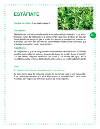 16
ESTÁFIATE
Nombre científico: Artemisia ludoviciana
Descripción:
El estafiate es una hierba erecta que alcanza un tamaño de hasta de 1 m de altura.
Tiene sus ramas de colores grises o blanquecinos y sus hojas divididas en tres, con
forma de listones alargados, por el envés son peludas y blanquecinas y verdes en
el anverso. Las flores son amarillentas acomodadas en cabezuelas numerosas que
al estrujarse despiden un olor característico.
Propiedades:
Es una planta a la que los antiguos mexicanos dieron un carácter divino. Su nombre
significa, según algunos autores, ”agua de la deidad de la sal”, de ahí la relación
con las fiestas religiosas realizadas en honor a los dioses del agua, en el
mes Etzalcualiztli y en honor de Huixtocíhuatl diosa de la sal en el mes tecuilhuitontli.
Usos:
1.- tratamiento de diarrea, disentería y resfrío de estómago
Se toma como agua de tiempo la cocción de las ramas solas o con manzanilla.
A los niños mayores de un año y los adultos se da a tomar la infusión de la planta
mezclada con un poco de carbonato cuando se tiene empacho.
 