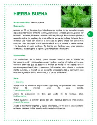 18
HIERBA BUENA
Nombre científico: Mentha piperita
Descripción:
Alcanza los 30 cm de altura. Las hojas le dan su nombre por su forma lanceolada
(spica significa "lanza" en latín); son muy aromáticas, serradas, glabras, pilosas por
el envés. Las flores poseen un cáliz con cinco sépalos aproximadamente iguales y
garganta glabra. La corola es lila, rosa o blanca, y muy glandulosa, de hasta 3 mm
de largo. Las raíces son extensas e invasivas. La planta crece con facilidad en
cualquier clima templado; puede soportar el sol, aunque prefiere la media sombra,
y la beneficia el suelo arcilloso. Se hibrida con facilidad con otras especies
de Mentha, dando lugar a la piperina y la manzanera o mentastro
Propiedades:
Las propiedades de la menta, planta también conocida con el nombre de
hierbabuena, están relacionadas en gran medida, con los principios activos que
contiene, entre los que se destaca el mentol. El mentol es un alcohol que se
encuentra presente entre los componentes de los aceites esenciales de la planta de
menta. Además, el mentol es un excelente antiespasmódico y carminativo que
ofrece un agradable efecto refrescante, a la par de estimulante.
Usos:
1.-Digestiva
Ayuda a que los alimentos tengan buena digestión y se aprovechen bien, se debe
tomar 20 minutos antes de cada comida.
2.- Antiespasmódica
Activa la producción de bilis por parte de la vesícula biliar.
3.- Carminativa
Actúa ayudando a eliminar gases del tubo digestivo (combate meteorismo).
4.- Antiinflamatoria
Ayuda a desinflamar órganos y tejidos inflamados, por lo que es una excelente
amiga en casos de colitis, gastritis, enfermedades articulares.
 