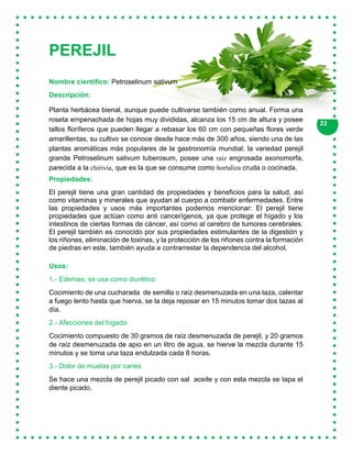 22
PEREJIL
Nombre científico: Petroselinum sativum
Descripción:
Planta herbácea bienal, aunque puede cultivarse también como anual. Forma una
roseta empenachada de hojas muy divididas, alcanza los 15 cm de altura y posee
tallos floríferos que pueden llegar a rebasar los 60 cm con pequeñas flores verde
amarillentas, su cultivo se conoce desde hace más de 300 años, siendo una de las
plantas aromáticas más populares de la gastronomía mundial, la variedad perejil
grande Petroselinum sativum tuberosum, posee una raíz engrosada axonomorfa,
parecida a la chirivía, que es la que se consume como hortaliza cruda o cocinada.
Propiedades:
El perejil tiene una gran cantidad de propiedades y beneficios para la salud, así
como vitaminas y minerales que ayudan al cuerpo a combatir enfermedades. Entre
las propiedades y usos más importantes podemos mencionar: El perejil tiene
propiedades que actúan como anti cancerígenos, ya que protege el hígado y los
intestinos de ciertas formas de cáncer, así como al cerebro de tumores cerebrales.
El perejil también es conocido por sus propiedades estimulantes de la digestión y
los riñones, eliminación de toxinas, y la protección de los riñones contra la formación
de piedras en este, también ayuda a contrarrestar la dependencia del alcohol.
Usos:
1.- Edemas; se usa como diurético
Cocimiento de una cucharada de semilla o raíz desmenuzada en una taza, calentar
a fuego lento hasta que hierva, se la deja reposar en 15 minutos tomar dos tazas al
día.
2.- Afecciones del hígado
Cocimiento compuesto de 30 gramos de raíz desmenuzada de perejil, y 20 gramos
de raíz desmenuzada de apio en un litro de agua, se hierve la mezcla durante 15
minutos y se toma una taza endulzada cada 8 horas.
3.- Dolor de muelas por caries
Se hace una mezcla de perejil picado con sal aceite y con esta mezcla se tapa el
diente picado.
 