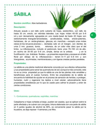 23
SÁBILA
Nombre científico: Aloe barbadensis
Descripción:
Arbusto acaule o con tallo cortó cubierto de hojas, estolonífero, con tallo de
hasta 30 cm, erecto, sin rebrotes laterales. Las hojas miden 40–50 por 5–8
cm y son densamente agrupadas en una roseta basal de hasta 20 hojas; son
estrechamente triangular-lanceoladas, canaliculadas, rectas, erecto-patentes,
herbáceas, de un verde-grisáceo, glaucas, sin manchas —excepto unas motas
claras en los renuevos jóvenes—, dentadas solo en el margen, con dientes de
unos 2 mm, gruesos, duros, retrorsos, de un color más claro que el del
limbo. La inflorescencia, incluido el pedúnculo, tiene unos 70–100 cm de alto,
en racimo de 30–50 por 5–6 cm, simple, densa en la antesis y en la
fructificación. Las brácteas florales —ya presentes esparcidas y escasas en el tallo
floral por debajo de la inflorescencia— tienen 8–11 por 5–6 mm y son
triangulares, acuminadas, membranáceas y con ligeras crestas pardas paralelas.
Propiedades:
La sábila es una planta medicinal altamente conocida por sus efectos refrescantes
y sus propiedades para sanar las quemaduras de sol; aunque la más conocida, esta
no es su única propiedad ya que la sábila es una de las plantas más versátiles y
beneficiosas para el cuerpo humano. Entre las propiedades de la sábila se
encuentra la habilidad de ayudar en el proceso de sanación de heridas, a proteger,
humectar, nutrir y regenerar los tejidos a nivel celular; adicionalmente tiene
propiedades anestésicas por lo que es usada para calmar la picazón y ardor de
ciertas condiciones.
Usos:
1.- Contusiones, quemaduras, espinillas, manchas
Cataplasma e hojas cortadas al largo, pueden ser asadas, que se aplican sobre la
parte afectada y se cubren con una gasa, tintura elaborada con una parte de sábila
en 5 partes iguales de alcohol de 80%, es conveniente pasar la sábila por la
licuadora, se deja reposar 4 semanas y se filtra.
 