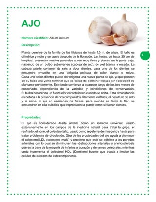 5
AJO
Nombre científico: Allium sativum
Descripción:
Planta perenne de la familia de las liliáceas de hasta 1,5 m. de altura. El tallo es
cilíndrico y recto y se curva después de la floración. Las hojas, de hasta 30 cm de
longitud, presentan nervios paralelos y son muy finas y planas en la parte baja,
naciendo de un bulbo subterráneo (cabeza de ajo), de piel blanca o rosada. La
cabeza puede contener de seis a doce dientes, cada uno de los dientes se
encuentra envuelto en una delgada película de color blanco o rojizo.
Cada uno de los dientes puede dar origen a una nueva planta de ajo, ya que poseen
en su base una yema terminal que es capaz de germinar incluso sin necesidad de
plantarse previamente. Este brote comienza a aparecer luego de los tres meses de
cosechado, dependiendo de la variedad y condiciones de conservación.
El bulbo desprende un fuerte olor característico cuando se corta. Esta circunstancia
es debida a la presencia de dos compuestos altamente volátiles, el desulfuro de alilo
y la aliina. El ajo en ocasiones no florece, pero cuando se forma la flor, se
encuentran en ella bulbillos, que reproducen la planta como si fueran dientes.
Propiedades:
El ajo es considerado desde antaño como un remedio universal, usado
extensivamente en los campos de la medicina natural para tratar la gripe, el
resfriado, el acné, el colesterol alto, usado como repelente de mosquito y hasta para
tratar problemas de circulación. Otra de las propiedades del ajo ayuda a disminuir
el colesterol LDL (colesterol malo) y previene que este se adhiera a las paredes
arteriales con lo cual se disminuyen las obstrucciones arteriales o arteriosclerosis
que es la base de la mayoría de infartos al corazón y derrames cerebrales; mientras
tanto incrementa el colesterol HDL (Colesterol bueno) que ayuda a limpiar las
células de excesos de este componente.
 