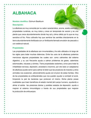 7
ALBAHACA
Nombre científico: Ocimum Basilicum
Descripción:
La albahaca es muy conocida por su sabor característico, aroma, aceite esencial y
propiedades curativas, es muy dulce y crece en temporada de verano y es una
planta que crece abundantemente donde hay sol y clima cálido por lo que es muy
sensitiva al frio. Para cultivarla hay que sembrar las semillas directamente en la
tierra abundantemente fertilizada con un fertilizante llamado emulsión de pescado o
con estiércol natural.
Propiedades:
Las propiedades de la albahaca son innumerables y ha sido utilizada a lo largo de
los siglos para tratar muchas dolencias. Entre los usos de la albahaca podemos
mencionar algunas propiedades las cuales son: como calmantes del sistema
digestivo, y su uso frecuente ayuda a calmar problemas de gases, calambres
estomacales, náuseas y vómitos. Tiene propiedades sedantes y sirve para tratar la
irritabilidad nerviosa, depresión, ansiedad e insomnio, por otro lado un cataplasma
de albahaca puede servir para calmar el dolor que las picaduras de insectos y otros
animales nos ocasionan, adicionalmente ayuda con el picor de estas heridas. Otra
de las propiedades es antibacteriales que nos pueden ayudar a combatir el acné,
limpiando la piel de bacterias que producen el mismo. Dicha planta posee
cualidades que traen beneficios al estado mental del cuerpo humano, ayudando a
aliviar el estrés las presiones diarias y posibles estados de depresión; ayuda a
mejorar el sistema inmunológico a través de sus propiedades que mejoran
la producción de anticuerpos.
 