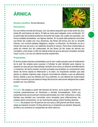 9
ÁRNICA
Nombre científico: Árnica Montana
Descripción:
Es una hierba oriunda de Europa, con una altura pequeña que ronda entre los 20 y
hasta 60 centímetros de altura. El tallo es recto pero delgado, poco ramificado. En
la parte baja de la planta podemos encontrar las hojas, las cuales son grandes, con
forma ovalada lanceolada, con ligeros dientes. En la parte alta podemos encontrar
sus flores las cuales son muy atractivas, las flores del árnica son de un amarillo
intenso, con muchos pétalos delgados y largos. La floración. Su floración se da a
través del mes de junio y en adelante durante el verano. Para fines medicinales la
parte de interés son las cabezuelas de las flores (la flor antes de abrirse por
completo), y las raíces. La flor se colecta antes de que se abra por completo, durante
mayo o junio; y la raíz se colecta durante septiembre.
Propiedades:
El árnica posee diversas propiedades que la han vuelto popular para el tratamiento
de la piel. Se emplea para suavizar e hidratar la piel, también para mejorar su
aspecto en caso de que esté dañada; también sirve como un efectivo antinflamatorio
y vulnerario, de hecho existen muchas pomadas que emplean su composición para
aliviar de forma rápida la inflamación y el dolor, es importante señalar que esta
planta no deberá ingerirse bajo ninguna circunstancia debido a que es altamente
tóxica, debido a que sus efectos son muy potentes, su uso deberá ser supervisado
en todo momento ya que existe el riesgo de provocar reacciones alérgicas las cuales
pueden ser muy dañinas.
Usos:
Pomada: Se prepara a partir del extracto de árnica, se le puede encontrar en
muchas presentaciones en farmacias o tiendas homeopáticas. Entre sus
presentaciones se encuentran cremas adicionadas con miel, malvavisco u otras
hierbas que también son conocidas como remedios para inflamaciones. Se
emplea sobre contusiones, no se recomienda aplicar sobre heridas abiertas.
Tintura: Se prepara con 40 gramos de raíz seca y 200 gramos de flores secas,
estas se maceran durante 10 días dentro de un recipiente con alcohol. Después
se filtra y se conserva en recipientes de vidrio obscuro.
 