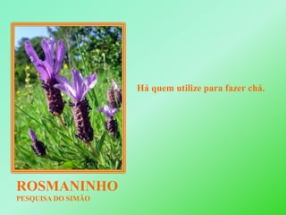 Há quem utilize para fazer chá.ROSMANINHOPESQUISA DO SIMÃO