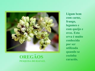 Ligam bem com carne, frango, legumes e com queijo e ovos. Esta erva é muito conhecida por ser utilizada quando se cozinha caracóis.OREGÃOSPESQUISA DO RAFAEL