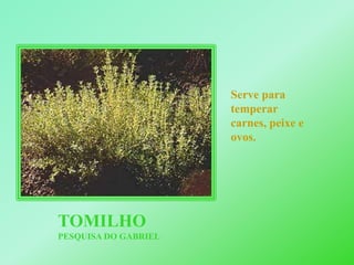 Serve para temperar carnes, peixe e ovos.TOMILHOPESQUISA DO GABRIEL