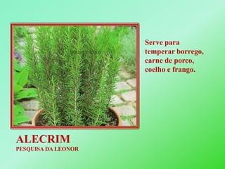 Serve para temperar borrego, carne de porco, coelho e frango.ALECRIMPESQUISA DA LEONOR