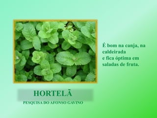 É bom na canja, na caldeiradae fica óptima em saladas de fruta. HORTELÃ    PESQUISA DO AFONSO GAVINO