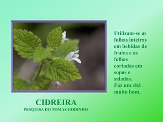 Utilizam-se as folhas inteiras em bebidas de frutas e as folhas cortadas em sopas e saladas.Faz um chá muito bom.CIDREIRAPESQUISA DO TOMÁS GODINHO 