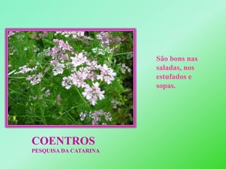São bons nas saladas, nos estufados e sopas.COENTROSPESQUISA DA CATARINA