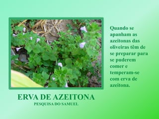 Quando se apanham as azeitonas das oliveiras têm de se preparar para se puderem comer e temperam-se com erva de azeitona.ERVA DE AZEITONAPESQUISA DO SAMUEL