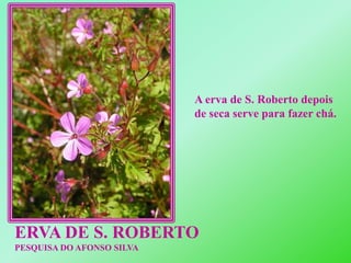 A erva de S. Roberto depois de seca serve para fazer chá.ERVA DE S. ROBERTOPESQUISA DO AFONSO SILVA