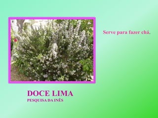 Serve para fazer chá.DOCE LIMAPESQUISA DA INÊS 