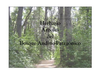 Herbario
        Arboles
          del
Bosque Andino-Patagónico
 