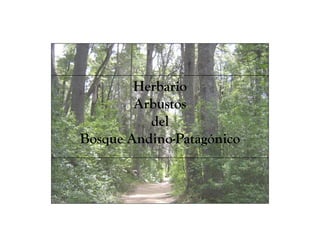Herbario
        Arbustos
          del
Bosque Andino-Patagónico
 