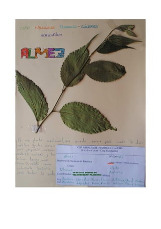 Herbario Dehesa de Valcorchero.