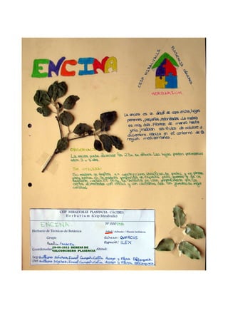 Herbario Dehesa de Valcorchero.