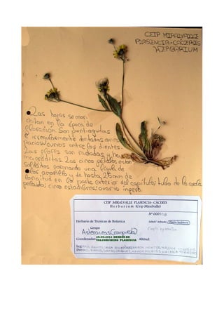 Herbario Dehesa de Valcorchero.