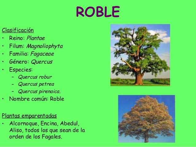 El aceite orgánico para los cabellos el precio