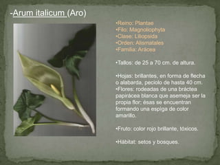 -Arum italicum (Aro)
•Reino: Plantae
•Filo: Magnoliophyta
•Clase: Liliopsida
•Orden: Alismatales
•Familia: Arácea
•Tallos: de 25 a 70 cm. de altura.
•Hojas: brillantes, en forma de flecha
o alabarda, peciolo de hasta 40 cm.
•Flores: rodeadas de una bráctea
papirácea blanca que asemeja ser la
propia flor; ésas se encuentran
formando una espìga de color
amarillo.
•Fruto: color rojo brillante, tóxicos.
•Hábitat: setos y bosques.
 