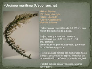 -Urginea marítima (Ceborrancha)
•Reino: Plantae
•Filo: Magnoliophyta
•Clase: Liliopsida
•Orden: Asparagales
•Familia: Liliácea
•Tallos: largos y sencillos, de 1-1 1/2- m., que
nacen directamente de la base.
•Hojas: muy grandes, anchamente
lanceoladas, de 15-30 cm por 2 ½-10
cm., bastante
carnosas, lisas, planas, lustrosas, que nacen
de un bulbo muy grande.
•Flores: espigas florales con numerosas flores
blancas, dispuestas en espiral, formando un
racimo cilíndrico de 30 cm. o más de longitud.
•Hábitat: colinas secas y rocosas, lugares
pedregosos.
 