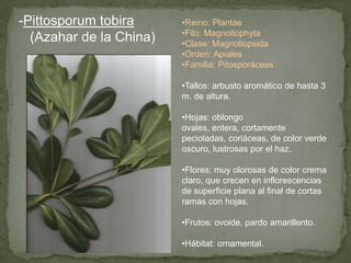 -Pittosporum tobira
(Azahar de la China)
•Reino: Plantae
•Filo: Magnoliophyta
•Clase: Magnoliopsida
•Orden: Apiales
•Familia: Pitosporáceas
•Tallos: arbusto aromático de hasta 3
m. de altura.
•Hojas: oblongo
ovales, entera, cortamente
pecioladas, coriáceas, de color verde
oscuro, lustrosas por el haz.
•Flores: muy olorosas de color crema
claro, que crecen en inflorescencias
de superficie plana al final de cortas
ramas con hojas.
•Frutos: ovoide, pardo amarillento.
•Hábitat: ornamental.
 