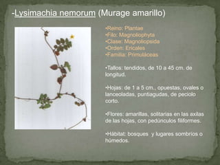 -Lysimachia nemorum (Murage amarillo)
•Reino: Plantae
•Filo: Magnoliophyta
•Clase: Magnoliopsida
•Orden: Ericales
•Familia: Primuláceas
•Tallos: tendidos, de 10 a 45 cm. de
longitud.
•Hojas: de 1 a 5 cm., opuestas, ovales o
lanceoladas, puntiagudas, de peciolo
corto.
•Flores: amarillas, solitarias en las axilas
de las hojas, con pedúnculos filiformes.
•Hábitat: bosques y lugares sombríos o
húmedos.
 