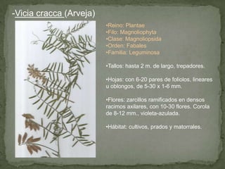 -Vicia cracca (Arveja)
•Reino: Plantae
•Filo: Magnoliophyta
•Clase: Magnoliopsida
•Orden: Fabales
•Familia: Leguminosa
•Tallos: hasta 2 m. de largo, trepadores.
•Hojas: con 6-20 pares de foliolos, lineares
u oblongos, de 5-30 x 1-6 mm.
•Flores: zarcillos ramificados en densos
racimos axilares, con 10-30 flores. Corola
de 8-12 mm., violeta-azulada.
•Hábitat: cultivos, prados y matorrales.
 