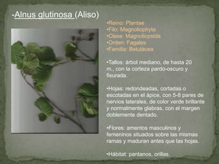 -Alnus glutinosa (Aliso)
•Reino: Plantae
•Filo: Magnoliophyta
•Clase: Magnoliopsida
•Orden: Fagales
•Familia: Betulácea
•Tallos: árbol mediano, de hasta 20
m., con la corteza pardo-oscuro y
fisurada.
•Hojas: redondeadas, cortadas o
escotadas en el ápice, con 5-8 pares de
nervios laterales, de color verde brillante
y normalmente glabras, con el margen
doblemente dentado.
•Flores: amentos masculinos y
femeninos situados sobre las mismas
ramas y maduran antes que las hojas.
•Hábitat: pantanos, orillas.
 