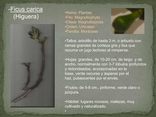-Ficus carica
(Higuera)
•Reino: Plantae
•Filo: Magnoliophyta
•Clase: Magnoliopsida
•Orden: Urticales
•Familia: Moráceas
•Tallos: arbolillo de hasta 3 m. o arbusto con
ramas grandes de corteza gris y lisa que
rezuma un jugo lechoso al romperse.
•Hojas: grandes, de 10-20 cm. de largo y de
ancho, normalmente con 3-7 lóbulos profundos
y redondeados, acorazonadas en la
base, verde oscuras y ásperas por el
haz, pubescentes por el envés.
•Frutos: de 5-8 cm., piriforme, verde claro o
púrpura.
•Hábitat: lugares rocosos, malezas, muy
cultivado y naturalizado.
•
 