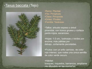 -Taxus baccata (Tejo)
•Reino: Plantae
•Filo: Pinophyta
•Clase: Pinopsida
•Orden: Pinales
•Familia: Taxáceas
•Tallos: arbusto espeso o árbol
piramidal, con tronco grueso y corteza
pardo-rojiza, escamosa.
•Hojas: 1-3 cm., lustrosas y verdes por
encima, más pálidas por
debajo, cortamente pecioladas.
•Frutos: con un arilo carnoso, de color
rojo intenso, que rodea una única semilla
de color verde oscuro.
•Hábitat:
bosques, roquedos, barrancos, ampliame
nte difundido en las montañas.
 