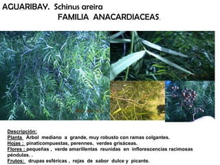 Descripción:
Planta Árbol mediano a grande, muy robusto con ramas colgantes.
Hojas : pinaticompuestas, perennes, verdes grisáceas.
Flores : pequeñas , verde amarillentas reunidas en inflorescencias racimosas
péndulas. .
Frutos: drupas esféricas , rojas de sabor dulce y picante.
AGUARIBAY. Schinus areira
FAMILIA ANACARDIACEAS.
 