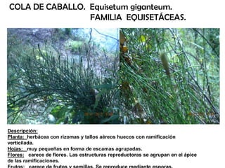 Descripción:
Planta: herbácea con rizomas y tallos aéreos huecos con ramificación
verticilada.
Hojas: muy pequeñas en forma de escamas agrupadas.
Flores: carece de flores. Las estructuras reproductoras se agrupan en el ápice
de las ramificaciones.
COLA DE CABALLO. Equisetum giganteum.
FAMILIA EQUISETÁCEAS.
 