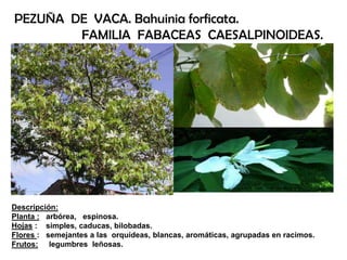 Descripción:
Planta : arbórea, espinosa.
Hojas : simples, caducas, bilobadas.
Flores : semejantes a las orquídeas, blancas, aromáticas, agrupadas en racimos.
Frutos: legumbres leñosas.
PEZUÑA DE VACA. Bahuinia forficata.
FAMILIA FABACEAS CAESALPINOIDEAS.
 
