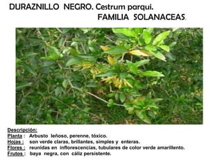 Descripción:
Planta : Arbusto leñoso, perenne, tóxico.
Hojas : son verde claras, brillantes, simples y enteras.
Flores : reunidas en inflorescencias, tubulares de color verde amarillento.
Frutos : baya negra, con cáliz persistente.
DURAZNILLO NEGRO. Cestrum parqui.
FAMILIA SOLANACEAS.
 