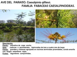 Descripción:
Planta : arbustiva de copa ancha.
Hoja : caducas o persistentes, bipinnadas de tres a cuatro mm de largo.
Flores: grandes y vistosas agrupada en racimos terminales piramidales, corola amarila
con largos estambres rojos.
Frutos: legumbres comprimidas.
AVE DEL PARAISO. Caesalpinia gilliessi.
FAMILIA FABACEAS CAESALPINOIDEAS.
 