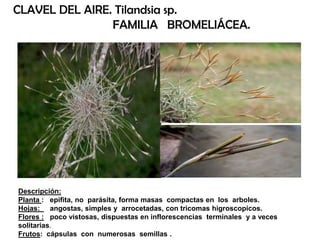 Descripción:
Planta : epifita, no parásita, forma masas compactas en los arboles.
Hojas: angostas, simples y arrocetadas, con tricomas higroscopicos.
Flores : poco vistosas, dispuestas en inflorescencias terminales y a veces
solitarias.
Frutos: cápsulas con numerosas semillas .
CLAVEL DEL AIRE. Tilandsia sp.
FAMILIA BROMELIÁCEA.
 