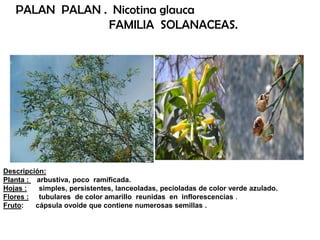 Descripción:
Planta : arbustiva, poco ramificada.
Hojas : simples, persistentes, lanceoladas, pecioladas de color verde azulado.
Flores : tubulares de color amarillo reunidas en inflorescencias .
Fruto: cápsula ovoide que contiene numerosas semillas .
PALAN PALAN . Nicotina glauca
FAMILIA SOLANACEAS.
 