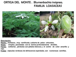 Descripción:
Planta : herbácea , muy ramificada, cubierta de pelos urticantes.
Hojas: simples, pecioladas con la lamina profundamente dividida.
Flores: solitarias , péndulas con pétalos blancos y el centro de color amarillo y
rojo.
Frutos: cápsulas verdosas de dehiscencia espiralada, con numerosas semillas.
ORTIGA DEL MONTE . Blumenbachia insignea.
FAMILIA LOASACEAS
 
